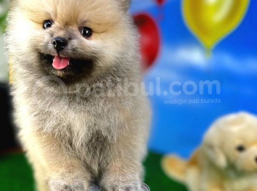Teddyface Ayı Surat Pomeranian Boo Safkan Kızımız görsel