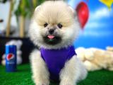Teddyface Ayı Surat Pomeranian Boo Safkan Kızımız