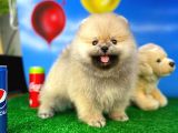 Teddyface Ayı Surat Pomeranian Boo Safkan Kızımız