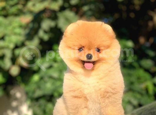 Orjinal Pomeranian Boo Yavrularımız