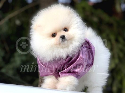 Irk Ve Sağlık Garantili Pomeranian Yavrularımız