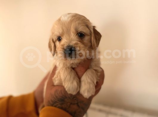 Mi̇ni̇ Malti̇poo Yavrular görsel