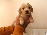 Mi̇ni̇ Malti̇poo Yavrular