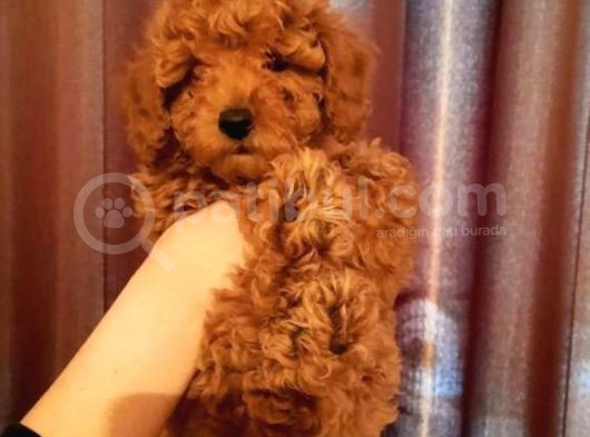 Toy Poodle Red Brown Erkek Full Evraklı