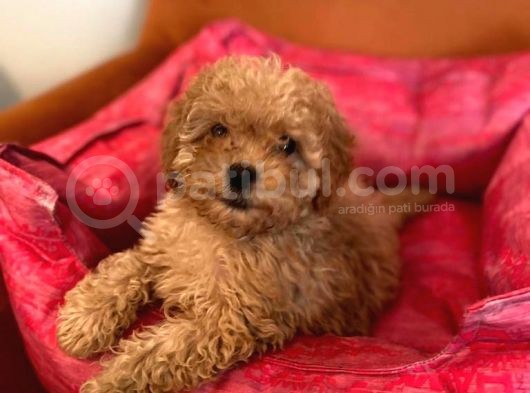 Toy Poodle Red Dişi 3 Aylık Full Evraklı görsel