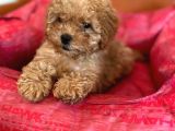 Toy Poodle Red Dişi 3 Aylık Full Evraklı