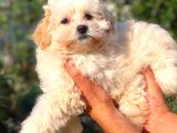 2 Aylık Erkek Maltipoo