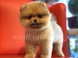 Safkan Teddy Face Pomeranian Boo Yavrularımız