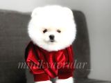 Irk Ve Sağlık Garantili Pomeranian Yavrularımız