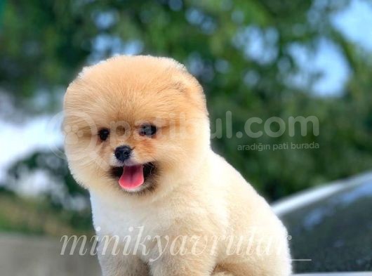 Safkan Irk Ve Sağlık Garantili Pomeranian Yavrularımız