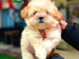 2.5 Aylık Erkek Maltipoo