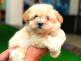 2.5 Aylık Erkek Maltipoo