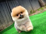 Pomeranian Oğlumuz Pamko Safkan Irk / Yarışma Düzeyinde