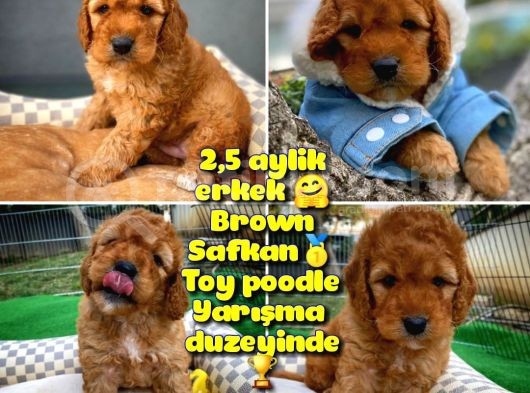 Toy Poodle Safkan Apricot Brown Yavru Oğlumuz Fındık