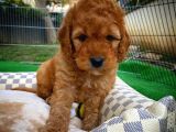 Toy Poodle Safkan Apricot Brown Yavru Oğlumuz Fındık