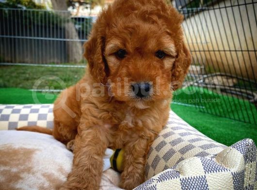 Toy Poodle Safkan Apricot Brown Yavru Oğlumuz Fındık görsel