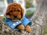 Toy Poodle Safkan Apricot Brown Yavru Oğlumuz Fındık