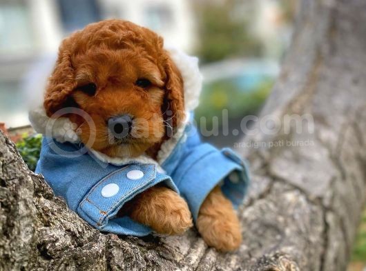 Toy Poodle Safkan Apricot Brown Yavru Oğlumuz Fındık görsel