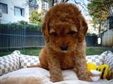 Toy Poodle Safkan Apricot Brown Yavru Oğlumuz Fındık