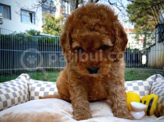 Toy Poodle Safkan Apricot Brown Yavru Oğlumuz Fındık görsel