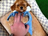 Toy Poodle Safkan Apricot Brown Yavru Oğlumuz Fındık
