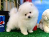 Pomeranian Boo Safkan Kızımız Bussines