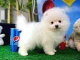 Pomeranian Boo Safkan Kızımız Bussines