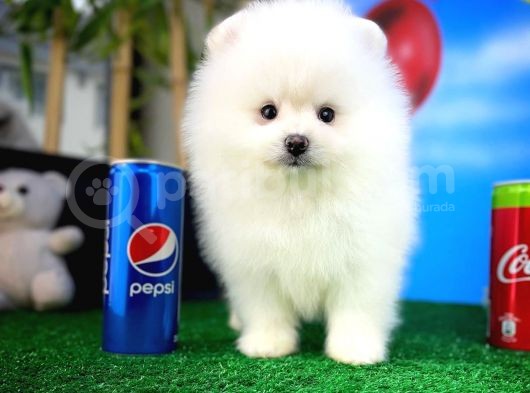 Pomeranian Boo Safkan Kızımız Bussines görsel