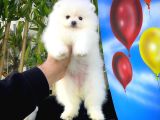 Pomeranian Boo Safkan Kızımız Bussines