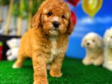 Toy Poodle Safkan Brown Yavru Oğlumuz Kereviz