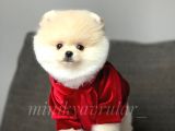 Safkan Pomeranian Yavrularımız