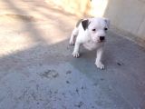 Kısa Bacak Koca Kafa Yavrular Pitbull