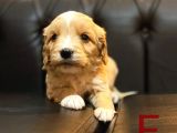Orange Malti̇poo Yavrular