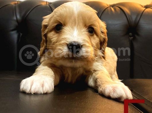 Orange Malti̇poo Yavrular görsel