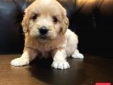 Mi̇ni̇ Malti̇poo Yavrular