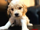 A Kalite Maltipoo Yavrular