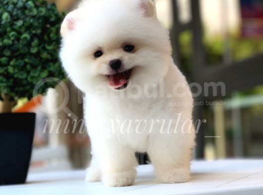 Safkan Ayı Surat Pomeranian Boo Yavrularımız görsel