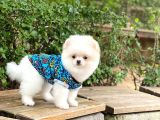 Sahibinden Orijinal Pomeranian Boo