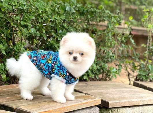 Sahibinden Orijinal Pomeranian Boo görsel
