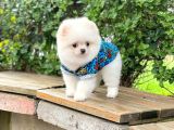 Sahibinden Orijinal Pomeranian Boo