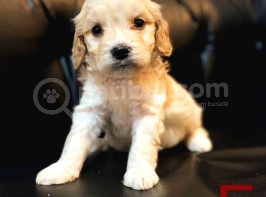 Maltipoo görsel