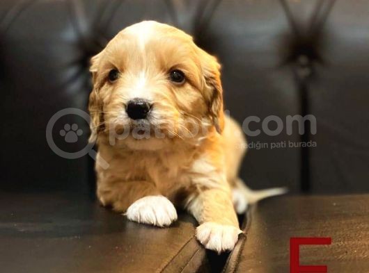 Maltipoo görsel