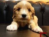 Maltipoo
