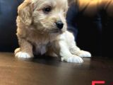 Maltipoo