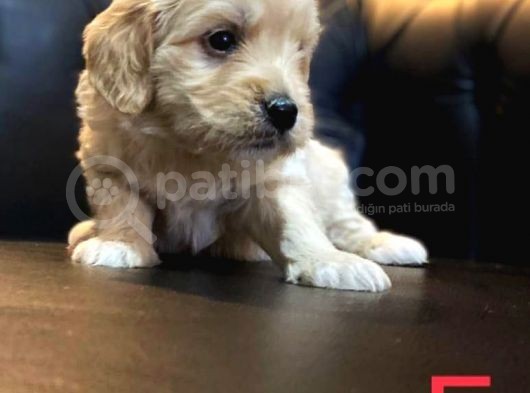 Maltipoo