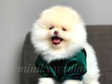 Safkan Pomeranian Yavrularımız