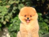 Orijinal Pomeranian Yavrularımız