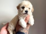 Mükemmel Güzellikte Maltipoo