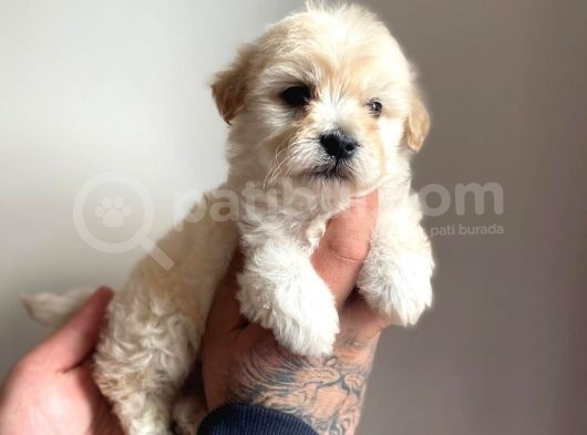 Mükemmel Güzellikte Maltipoo görsel