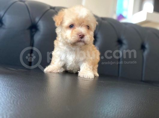 Mükemmel Güzellikte Maltipoo görsel